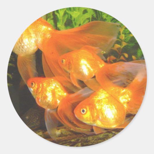 Sticker Rond Galore de poisson d'or (Devant)