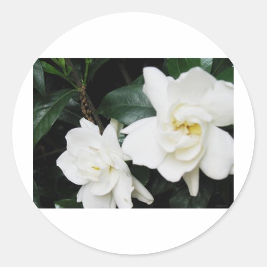 Sticker Rond Gardenias (Devant)