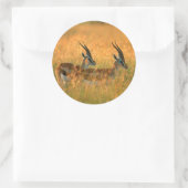 Sticker Rond Gazelle de Thomson (Sac)