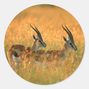 Sticker Rond Gazelle de Thomson (Gazella Thomsonii) à l'aube