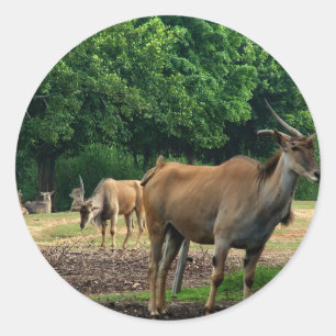 Sticker Rond Gazelle, zoo d'animaux sauvages, 羚.