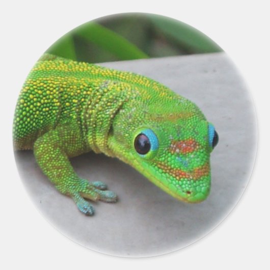 Sticker Rond Gecko Gold Dust Day - Audition et obtenir quelques (Devant)