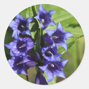 Sticker Rond Gentiane de saule (asclepiadea gentiana)