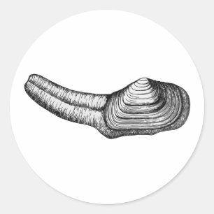 Sticker Rond Géoduck Clam (illustration en noir et blanc)