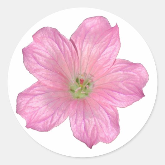 Sticker Rond Géranium rose (Devant)