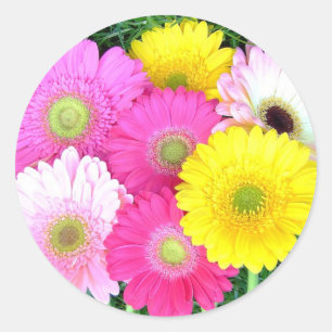Sticker Rond Gerbera Daisy Colors