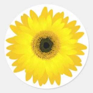 Sticker Rond Gerbera Jaune