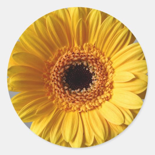 Sticker Rond Gerbera jaune soleil (Devant)