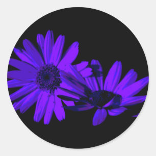Sticker Rond Gerbera la nuit 1