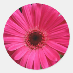 Sticker Rond Gerbera Rose Daisy