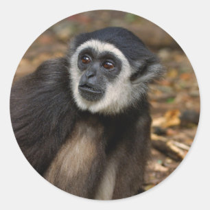 Sticker Rond Gibbon à mains blanches (Hylobates Lar), Monkeylan