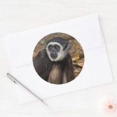 Sticker Rond Gibbon à mains blanches (Hylobates Lar), Monkeylan (Enveloppe)