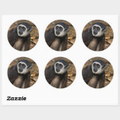 Sticker Rond Gibbon à mains blanches (Hylobates Lar), Monkeylan (Feuille)