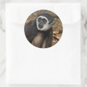 Sticker Rond Gibbon à mains blanches (Hylobates Lar), Monkeylan (Sac)
