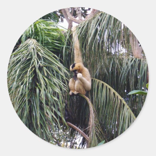 Sticker Rond Gibbon Monkey Juste Accroché Autour, (Devant)