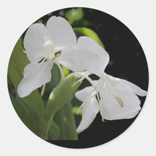 Sticker Rond Gingembre à papillon blanc (Devant)