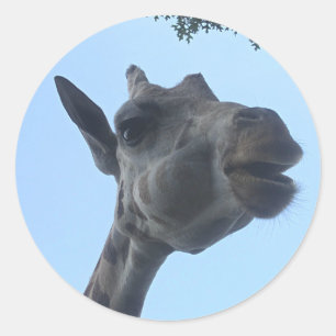 Sticker Rond Giraffe