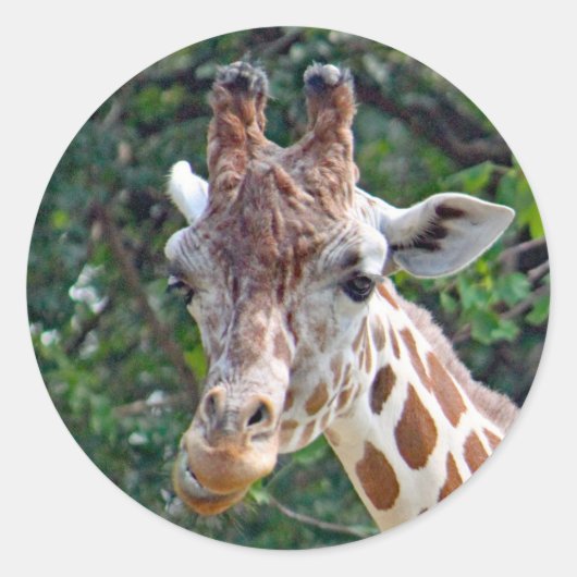 Sticker Rond Giraffe de la faune (Devant)