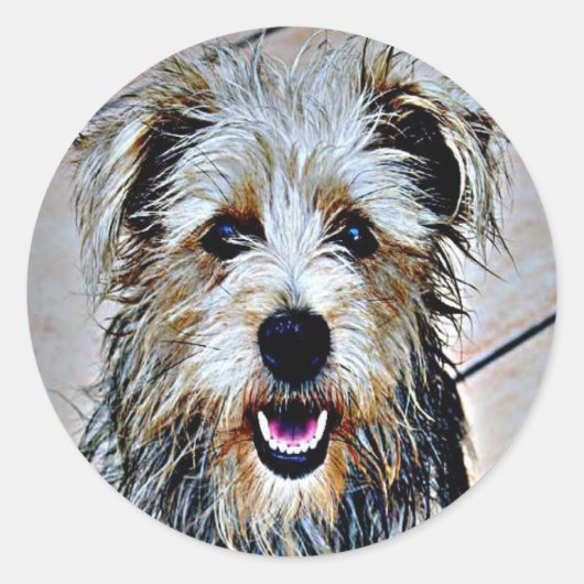 Sticker Rond Glen d'Imaal Terrier (Devant)