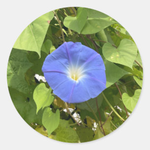 Sticker Rond Gloire du matin de l'été