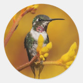 Sticker Rond Golden Glow (Devant)