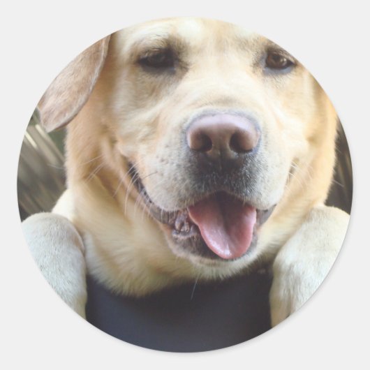 Sticker Rond Golden Labrador Retriever (Devant)