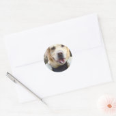 Sticker Rond Golden Labrador Retriever (Enveloppe)