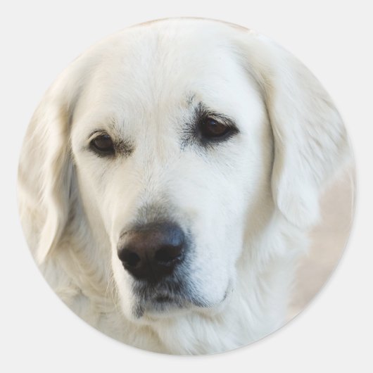 Sticker Rond Golden Retriever (Devant)