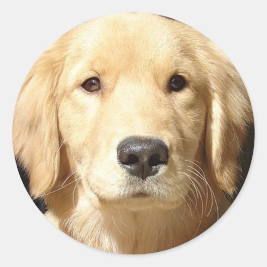 Sticker Rond Golden Retriever (Devant)