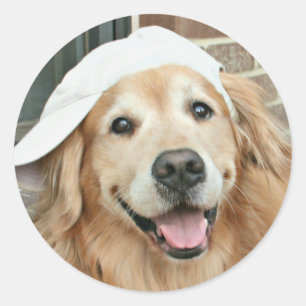 Sticker Rond Golden Retriever Avec Casquette De Baseball