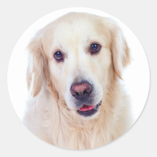 Sticker Rond Golden Retriever Chien chiot - Hello Love