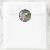 Sticker Rond Golden retriever courant 1 (Sac)