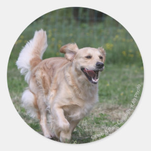 Sticker Rond Golden retriever courant 1