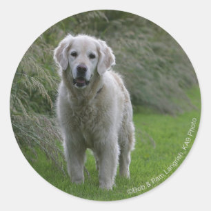 Sticker Rond Golden retriever courant 2