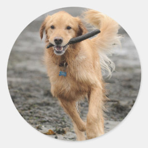 Sticker Rond Golden Retriever courant avec un bâton dans la bou