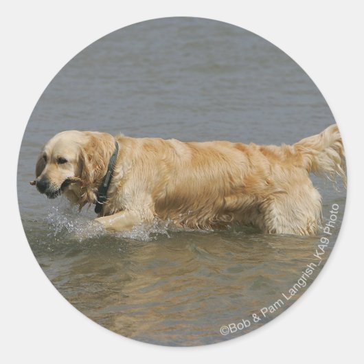 Sticker Rond Golden Retriever dans l'eau (Devant)