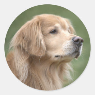 Sticker Rond Golden Retriever en Closeup