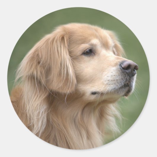 Sticker Rond Golden Retriever en Closeup (Devant)