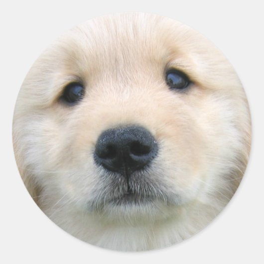 Sticker Rond Golden Retriever mignon chiot (Devant)