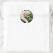 Sticker Rond Golden Retriever Puppy (Sac)