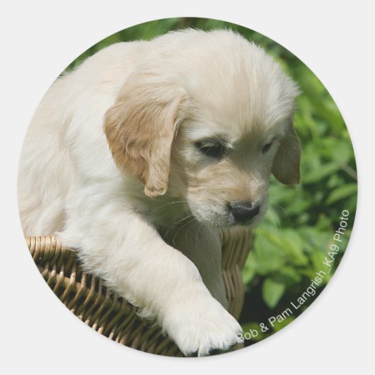 Sticker Rond Golden Retriever Puppy (Devant)