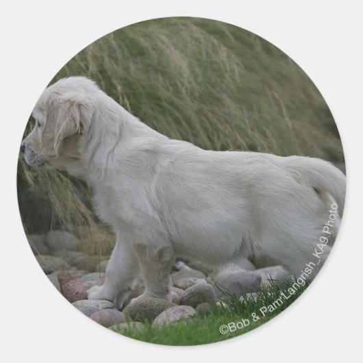 Sticker Rond Golden Retriever Puppy Standing (Devant)