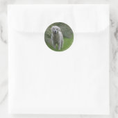 Sticker Rond Golden Retriever Running 2 (Sac)