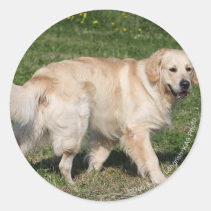 Sticker Rond Golden Retriever Walking