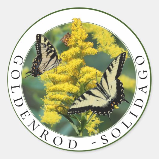Sticker Rond Goldenrod Solidago et Tiger Swallowtail Butterfly (Devant)