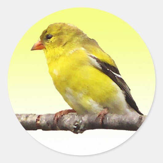 Sticker Rond Goldfinch (Devant)