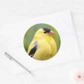 Sticker Rond Goldfinch américain masculin sur le bambou (Enveloppe)
