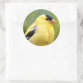 Sticker Rond Goldfinch américain masculin sur le bambou (Sac)