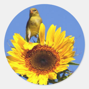 Sticker Rond Goldfinch américain sur tournesol