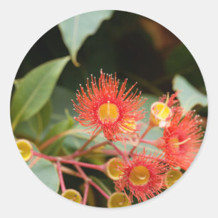 Sticker Rond gomme à fleurs rouges (Corymbia ficifolia)